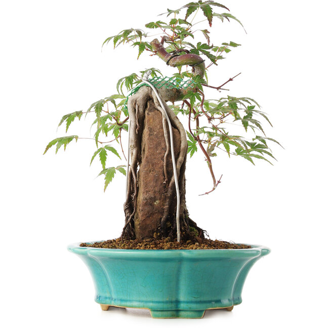 Acer palmatum, 25 cm, ± 6 Jahre alt, direkt aus den Händen von Meister Mario Komsta, persönlich gezüchtet und gestylt