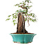 Acer palmatum, 25 cm, ± 6 years old, hand-styled by Mario Komstra