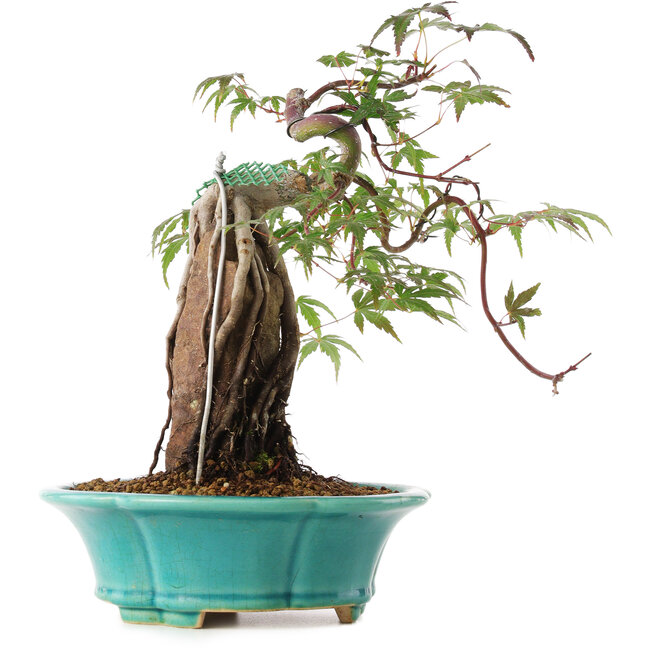 Acer palmatum, 25 cm, ± 6 Jahre alt, direkt aus den Händen von Meister Mario Komsta, persönlich gezüchtet und gestylt