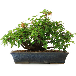  Mario Komsta Acer buergerianum, 20 cm, ± 6 anni