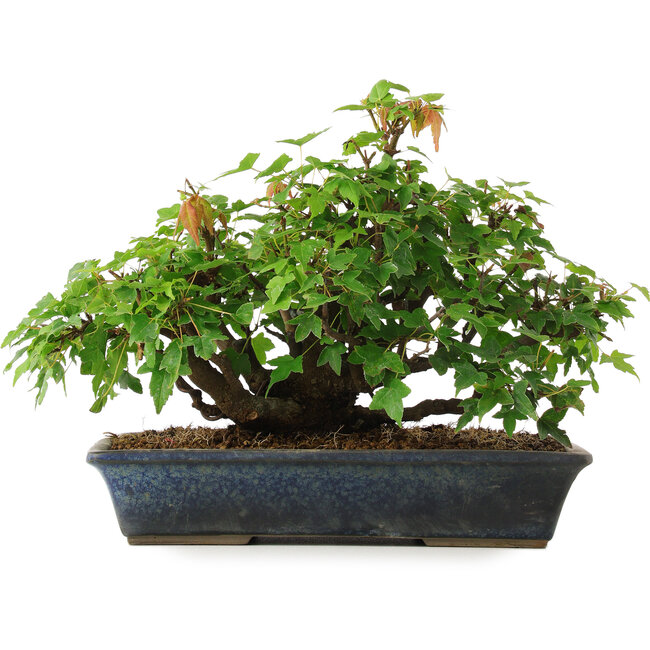 Acer buergerianum, 20 cm, ± 6 años, estilizado a mano por Mario Komstra