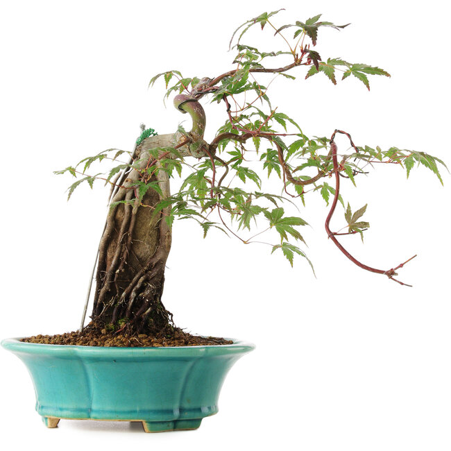 Acer palmatum, 25 cm, ± 6 jaar oud, rechtstreeks uit de handen van meester Mario Komsta, persoonlijk gekweekt en gestyled