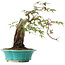 Acer palmatum, 25 cm, ± 6 jaar oud, met de hand gestyled door Mario Komstra