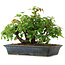 Acer buergerianum, 20 cm, ± 6 jaar oud, met de hand gestyled door Mario Komstra