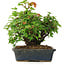 Acer buergerianum, 20 cm, ± 6 jaar oud, met de hand gestyled door Mario Komstra