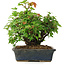 Acer buergerianum, 20 cm, ± 6 years old, hand-styled by Mario Komstra