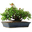 Acer buergerianum, 20 cm, ± 6 jaar oud, met de hand gestyled door Mario Komstra