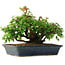 Acer buergerianum, 20 cm, ± 6 years old, hand-styled by Mario Komstra