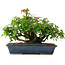 Acer buergerianum, 20 cm, ± 6 jaar oud, met de hand gestyled door Mario Komstra