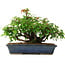 Acer buergerianum, 20 cm, ± 6 years old, hand-styled by Mario Komstra