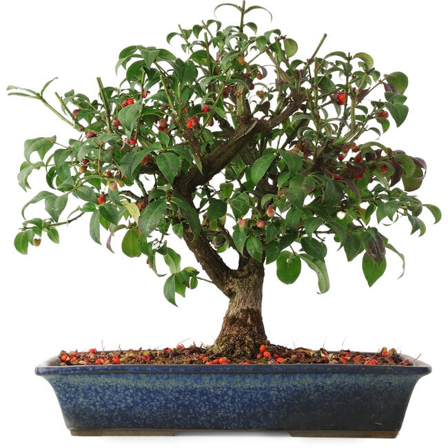 Euonymus alatus, 29,5 cm, ± 6 jaar oud, met de hand gestyled door Mario Komstra