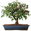 Euonymus alatus, 29,5 cm, ± 6 jaar oud, met de hand gestyled door Mario Komstra