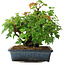 Acer buergerianum, 20 cm, ± 6 jaar oud, met de hand gestyled door Mario Komstra