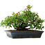 Acer buergerianum, 20 cm, ± 6 jaar oud, met de hand gestyled door Mario Komstra