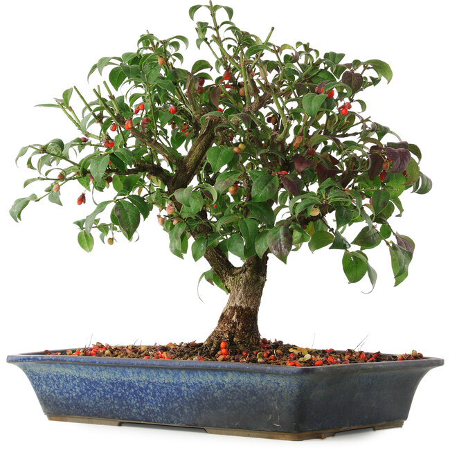 Euonymus alatus, 29,5 cm, ± 6 ans, cultivé à la main et stylisé par Mario Komsta lui-même