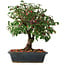 Euonymus alatus, 29,5 cm, ± 6 jaar oud, met de hand gestyled door Mario Komstra