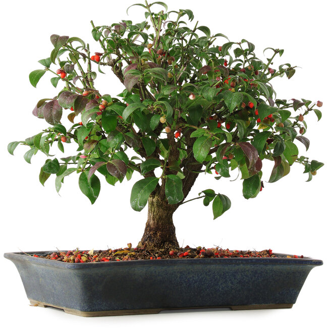 Euonymus alatus, 29,5 cm, ± 6 Jahre alt, von Mario Komsta persönlich handgezogen und gestylt