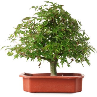  Mario Komsta Acer palmatum, 33,5 cm, ± 6 años