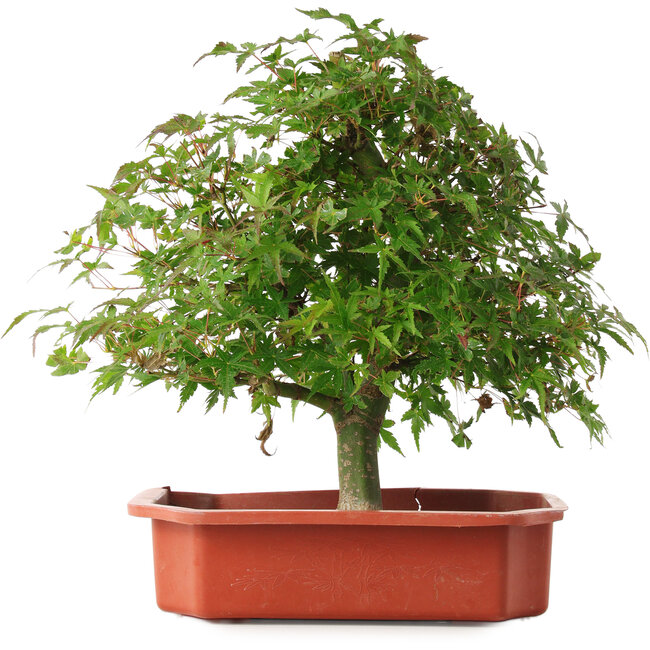 Acer palmatum, 33,5 cm, ± 6 jaar oud, met de hand gestyled door Mario Komstra