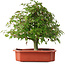 Acer palmatum, 33,5 cm, ± 6 jaar oud, met de hand gestyled door Mario Komstra