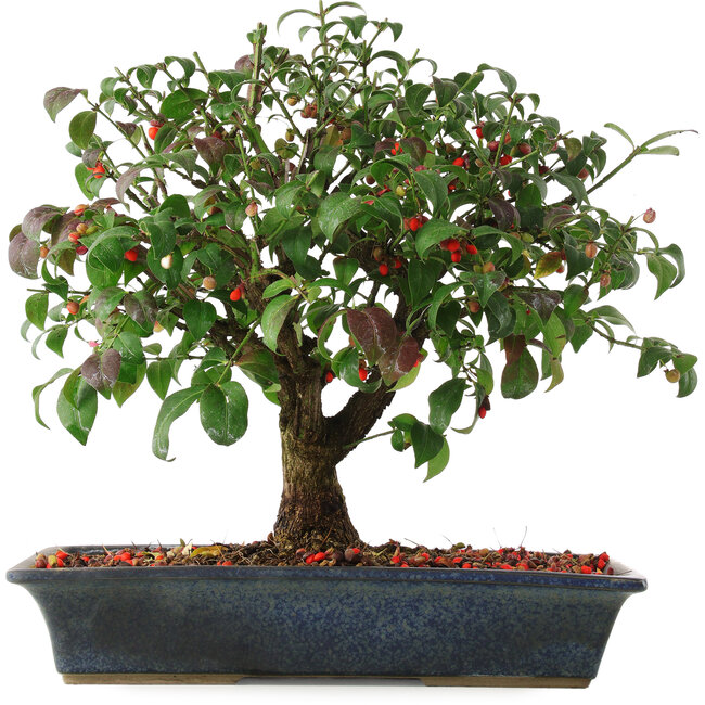 Euonymus alatus, 29,5 cm, ± 6 anni, coltivato a mano e modellato dallo stesso Mario Komsta