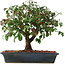 Euonymus alatus, 29,5 cm, ± 6 jaar oud, met de hand gestyled door Mario Komstra