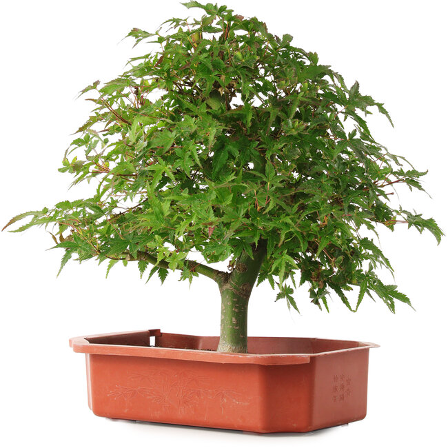Acer palmatum, 33,5 cm, ± 6 anni, coltivato e curato personalmente da Mario Komsta