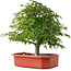 Acer palmatum, 33,5 cm, ± 6 jaar oud, persoonlijk gekweekt en gestyled door Mario Komsta zelf