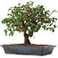 Euonymus alatus, 29,5 cm, ± 6 jaar oud, met de hand gestyled door Mario Komstra