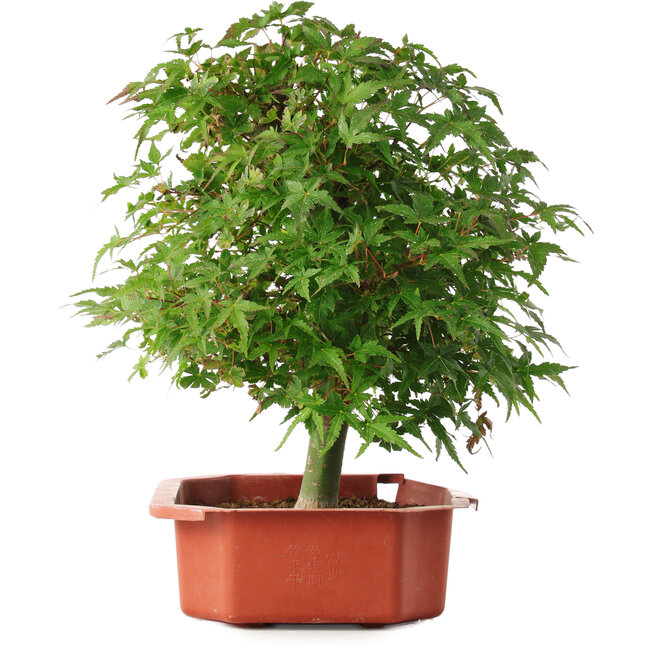 Acer palmatum, 33,5 cm, ± 6 Jahre alt, persönlich gezüchtet und gestaltet von Mario Komsta selbst