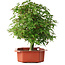 Acer palmatum, 33,5 cm, ± 6 jaar oud, met de hand gestyled door Mario Komstra