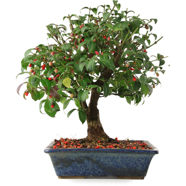 Euonymus alatus, 29,5 cm, ± 6 years old, hand-grown and styled by Mario Komsta himself