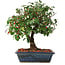 Euonymus alatus, 29,5 cm, ± 6 jaar oud, met de hand gestyled door Mario Komstra