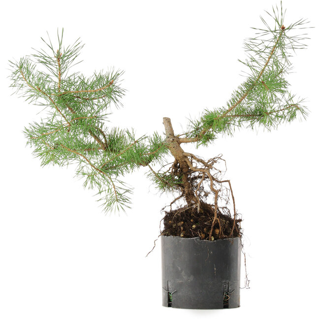 Pinus sylvestris, 38 cm, ± 6 jaar oud, met de hand gekweekt en persoonlijk gestyled door Mario Komsta