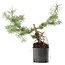 Pinus sylvestris, 38 cm, ± 6 años, cultivado a mano y diseñado personalmente por Mario Komsta