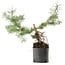 Pinus sylvestris, 38 cm, ± 6 years old, hand-styled by Mario Komstra