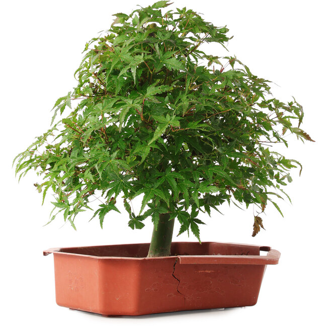 Acer palmatum, 33,5 cm, ± 6 Jahre alt, persönlich gezüchtet und gestaltet von Mario Komsta selbst