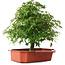 Acer palmatum, 33,5 cm, ± 6 jaar oud, met de hand gestyled door Mario Komstra