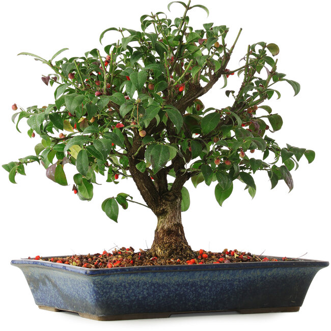 Euonymus alatus, 29,5 cm, ± 6 years old, hand-grown and styled by Mario Komsta himself