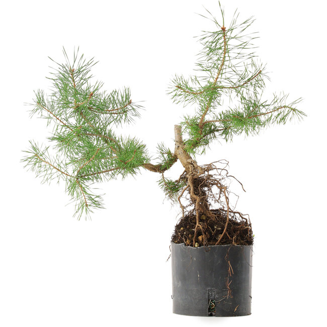 Pinus sylvestris, 38 cm, ± 6 ans, cultivé à la main et stylisé par Mario Komsta en personne