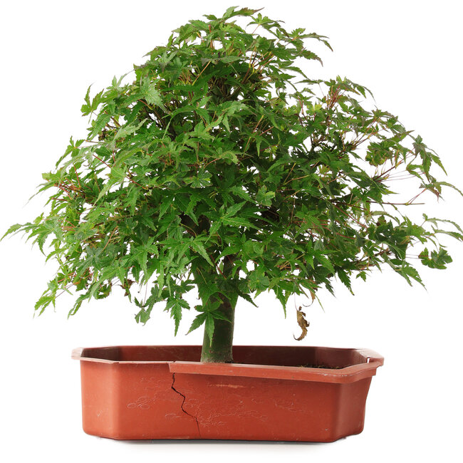 Acer palmatum, 33,5 cm, ± 6 Jahre alt, persönlich gezüchtet und gestaltet von Mario Komsta selbst