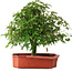 Acer palmatum, 33,5 cm, ± 6 jaar oud, persoonlijk gekweekt en gestyled door Mario Komsta zelf