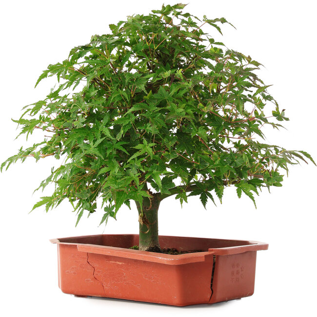 Acer palmatum, 33,5 cm, ± 6 Jahre alt, persönlich gezüchtet und gestaltet von Mario Komsta selbst