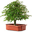 Acer palmatum, 33,5 cm, ± 6 jaar oud, met de hand gestyled door Mario Komstra