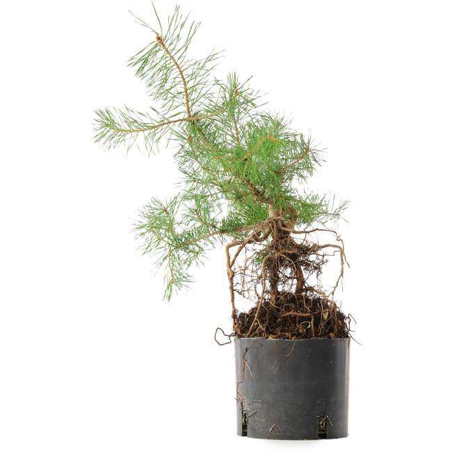 Pinus sylvestris, 38 cm, ± 6 Jahre alt, von Hand gezüchtet und von Mario Komsta persönlich gestylt