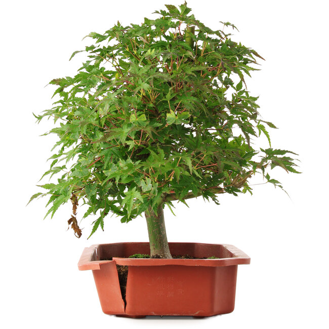 Acer palmatum, 33,5 cm, ± 6 anni, coltivato e curato personalmente da Mario Komsta