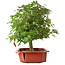 Acer palmatum, 33,5 cm, ± 6 jaar oud, persoonlijk gekweekt en gestyled door Mario Komsta zelf