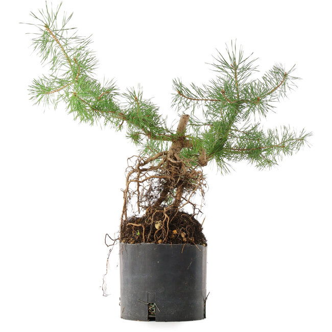 Pinus sylvestris, 38 cm, ± 6 anni, coltivato a mano e curato personalmente da Mario Komsta