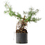 Pinus sylvestris, 38 cm, ± 6 jaar oud, met de hand gekweekt en persoonlijk gestyled door Mario Komsta