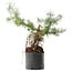 Pinus sylvestris, 38 cm, ± 6 jaar oud, met de hand gestyled door Mario Komstra